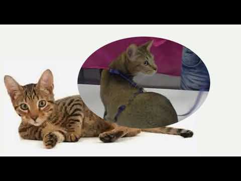 Razas de gatos Serengeti Gato Serengeti. Origen, Características, Alimentación Y Cuidados