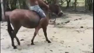 video lucu tentang kuda