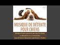 Relaxation pour mon chien  musique de relaxation en 432 hz pas de hautes frquences