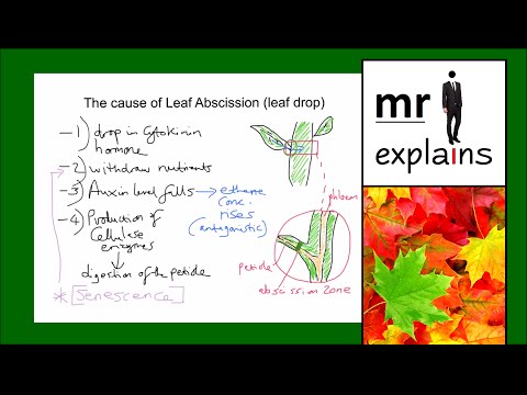 Mr I Explains The Cause Of Leaf Abscission Leaf Drop Youtube