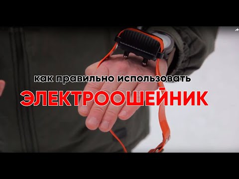 Испытываем электроошейник на инструкторе.Коррекция "Ко мне" с помощью электроошейника.