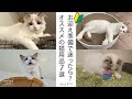 【猫初心者】準備で迷ったらこれ！オススメの猫用品7選｜ラグドール猫 #79