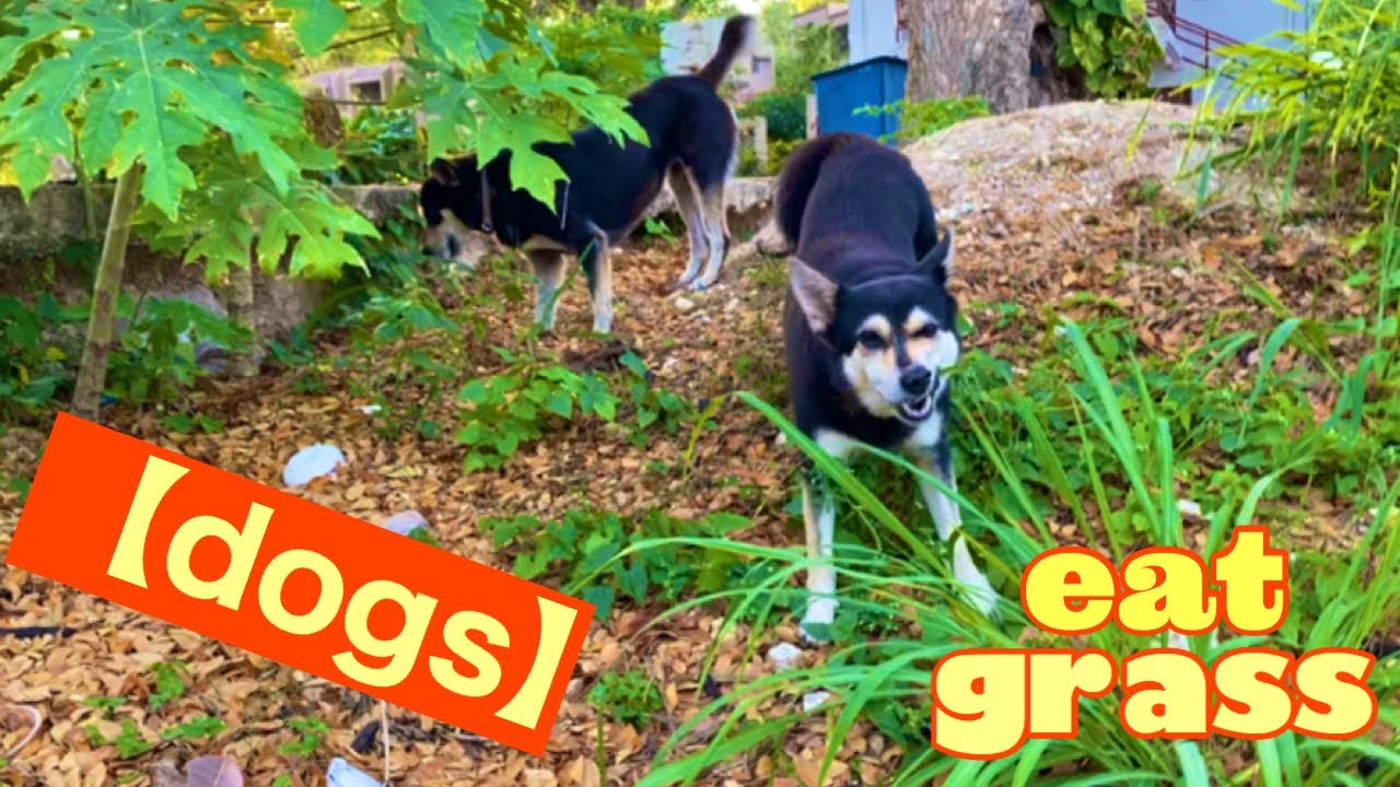【dogs】eat grass🌾green foxtail 🐕犬 草食べる エノコログサ YouTube