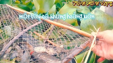 #344 thăm lờ cá lóc với em mãi săn cá hugo bị thất mấy cái luồn lờ trại ba ba trại rắn rùa quá êm