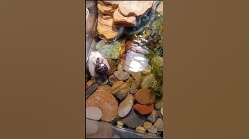 Discover the Secret to a Crystal Clear Turtle Tank