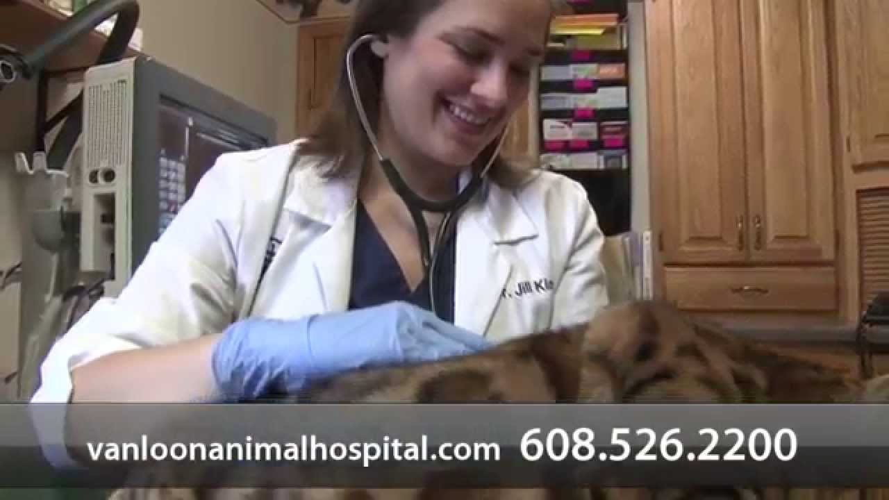 Welcome to Van Loon Animal Hospital