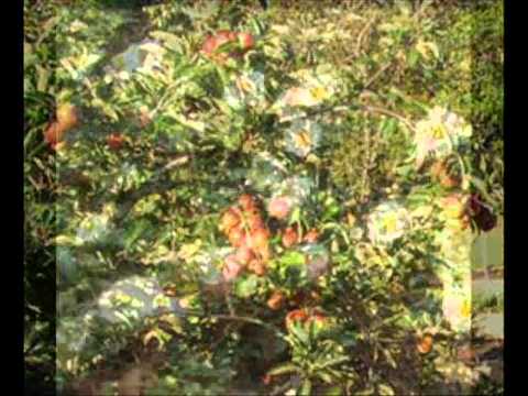 georgia habitats video youtube georgia habitats