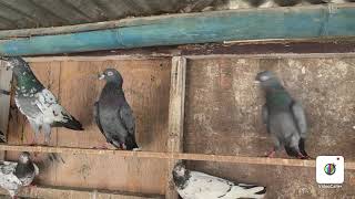 Kavre High Flying Pigeon Of Nepal- Part-25