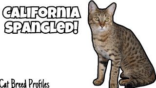 California Spangled! -Cat Breed Profile- by Cats Love 58 views 3 months ago 7 minutes, 26 seconds