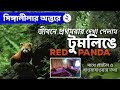 Tumling  red panda in singalila national park  siddhartha lodge tumling