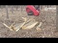 Log Max 4000T Harvester fej