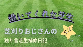 剥げた芝生 芝生の再生 夏の芝生 芝生の手入れ 管理 芝生を復活 ８月の芝生 芝刈りおじさん流の早期回復 養生方法です 夏の芝生は復活も早い Youtube