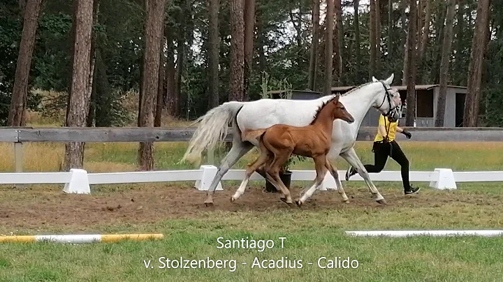 Santiago T v  Stolzenberg