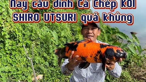 Câu Được Cá Chép KOI Khủng, Sông Đồng Nai, Khúc Sông Trên Thượng Nguồn