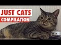 Just cats pet compilation 2016