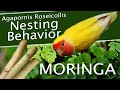 Lovebirds Nesting Behavior