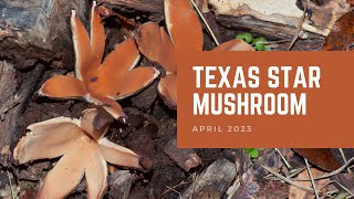 Texas Star Mushroom | Plant of the Month