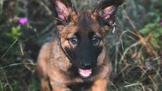 Belgian Malinois Sansa | 6 weeks - 16 months