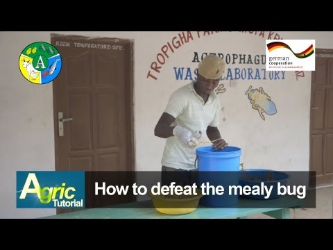 ቪዲዮ: Mealybug በቤት ውስጥ እፅዋት (16 ፎቶዎች) - በቤት ውስጥ እንዴት መዋጋት? ተባይ በሽታን የሚያስወግድ ህክምና እና መድሃኒት መምረጥ