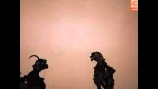 Ceng-blong - abimanyu mekrangkeng  part-5