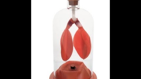 Bell jar model of the human breathing system