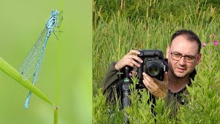 How to Photograph Insects | Photographing Damselflies with Canon 100 mm f/2.8 Macro Lens