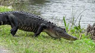 Alligator In The Everglades