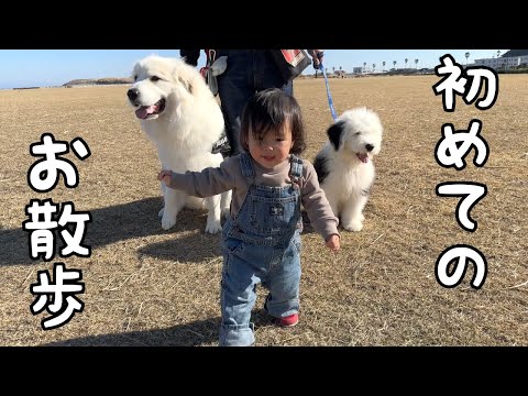 【祝！】ついに妹が初めてリードを持って愛犬を散歩してくれました♪｜グレートピレニーズ＆オールドイングリッシュシープドッグ＆トイプードル