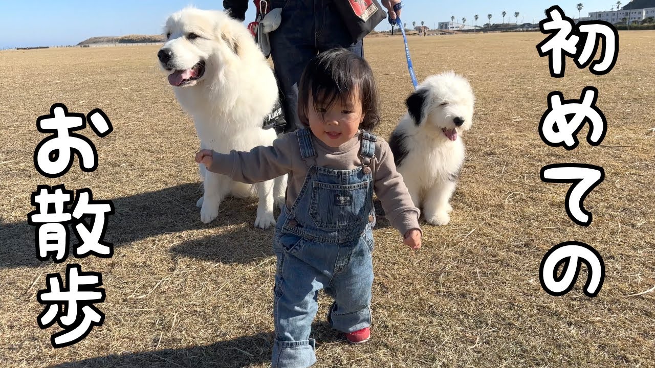 祝！】ついに妹が初めてリードを持って愛犬を散歩してくれました