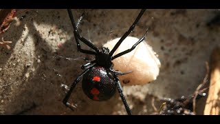 How Black Widow Spiders Revolutionized Modern Firearm Scopes