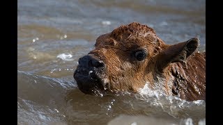 Yellowstone bison calf nearly drowns in wild river