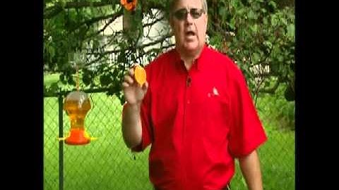 How to attract Orioles to Your Backyard