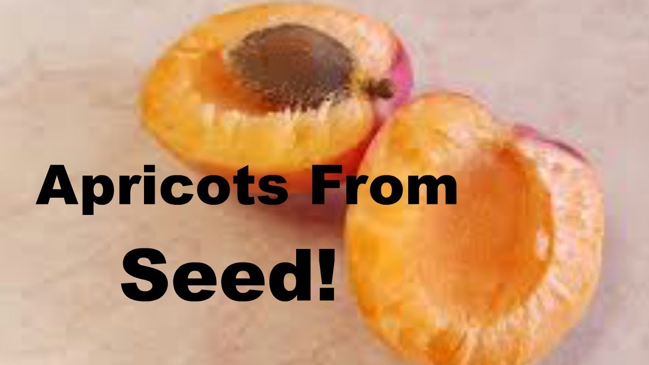 How to Grow Apricots From Seed - YouTube
