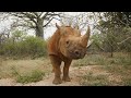 Rescued rhino orphan Apollo turns three | Sheldrick Trust