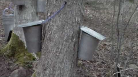 Maple tree sap tapping set up for maple syrup season - Spiles Spigots Taps - Buckets Lids