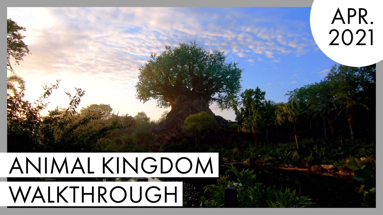 Animal Kingdom Sunrise Walkthrough | April 2021 | Walt Disney World - Orlando, FL |