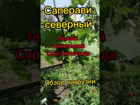обзор технического сорта винограда Саперави Северный #белгород #виноград #виноградник #сад #огород