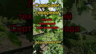обзор технического сорта винограда Саперави Северный #белгород #виноград #виноградник #сад #огород