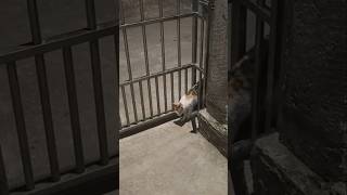 when a smart cat meets a closed gate 🐱 #cat #catvideo #cutecat #usa