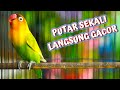 Tanpa Nunggu Lama Burung Lovebird Lain Bakal Langsung Ikut Ngekek Panjang! Auto Gacor Jadi Mewah