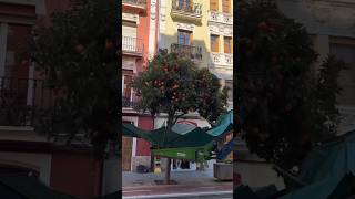 Why Spain’s Street Oranges Are Not Edible!
