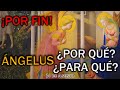 Ngelus por qu para qu 24 de agosto