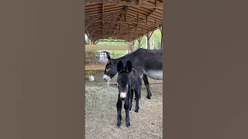 Trop Content D Avoir Rencontré Ce Petit âne Ane Bebeanimal 