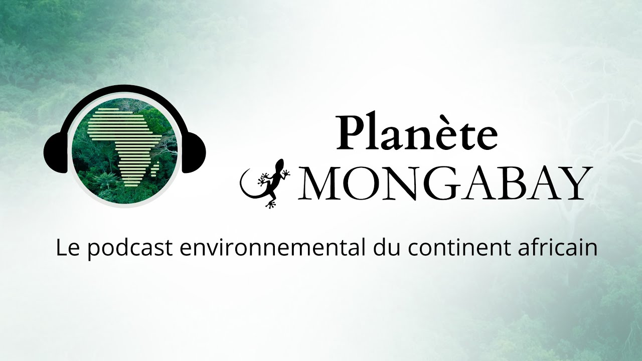 Podcast Planète Mongabay #13 Gabon : vivre dans un pays forestier