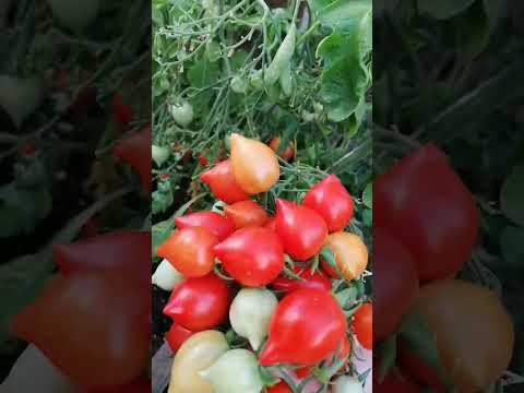 Видео: Tomato Kiss Geranium - нов сорт ранни домати