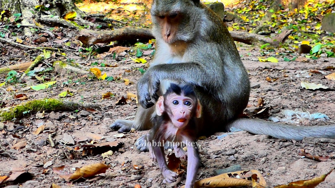 Amina, when she had gained enough peace, was happy and happy to walk