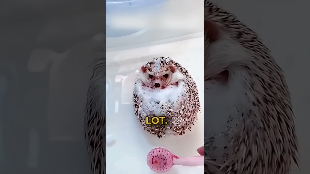 🥰Hedgehog saved by Girl #shorts #shortsvideo #animalshorts #cute #funny #cuteanimals #healing