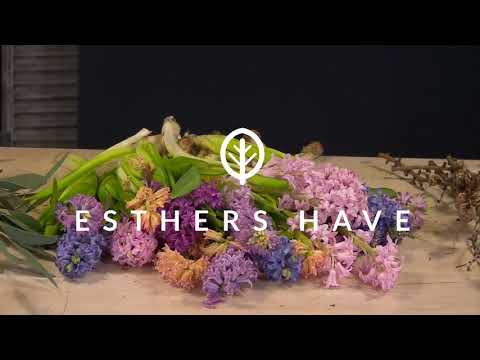 Video: Reproduktion Av Hyacinter