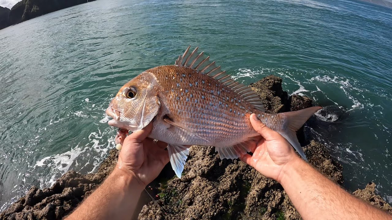 Snapper and Kahawai rock fishing West coast Manukau harbour YouTube