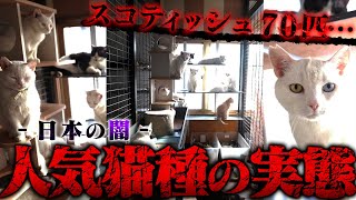 【衝撃】日本の闇…ペット産業の実態、大人気猫のスコティッシュフォールド70匹が捨てられる…保護猫350匹がいる保護施設の現状がヤバすぎる…